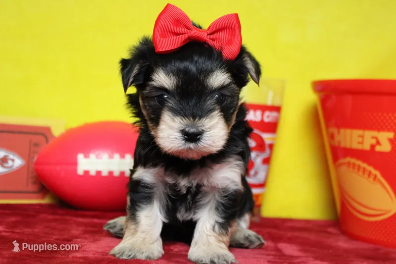 Gretel  – Morkie puppy for sale in Trenton, MO