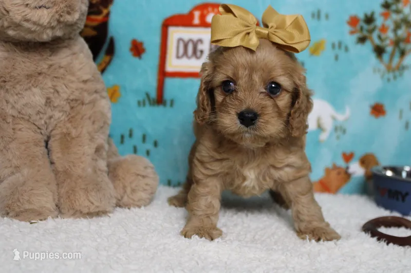 Carrie – Cockapoo puppy for sale in Trenton, MO