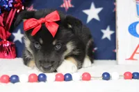 Magnolia , a male Siberian Husky and Miniature Aussiedoodle for sale in Trenton, MO – 2 of 6