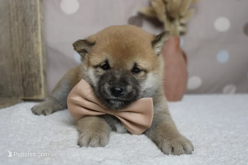 Hendrix  – Shiba Inu puppy for sale in Trenton, MO