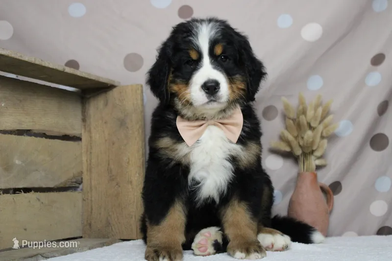 Heim  – Bernese Mountain Dog puppy for sale in Trenton, MO