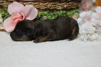 Lady , a female Yorkipoo for sale in Trenton, MO – 9 of 10