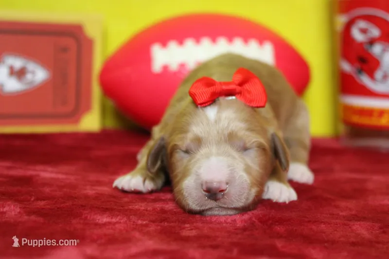 Firefly , a female Goldendoodle for sale in Trenton, MO – 1 of 8
