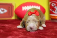 Firefly , a female Goldendoodle for sale in Trenton, MO – 1 of 8