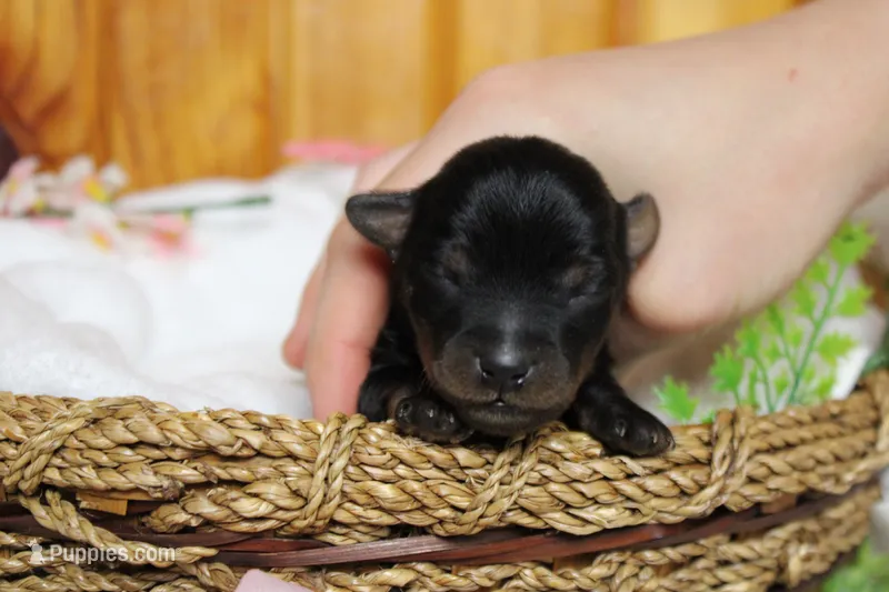 Toughy  – Yorkipoo puppy for sale in Trenton, MO