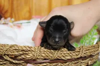 Toughy , a male Yorkipoo for sale in Trenton, MO – 1 of 8