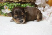 Boris , a male Yorkipoo for sale in Trenton, MO – 8 of 9