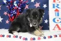 Bergamont , a male Siberian Husky and Miniature Aussiedoodle for sale in Trenton, MO – 7 of 7