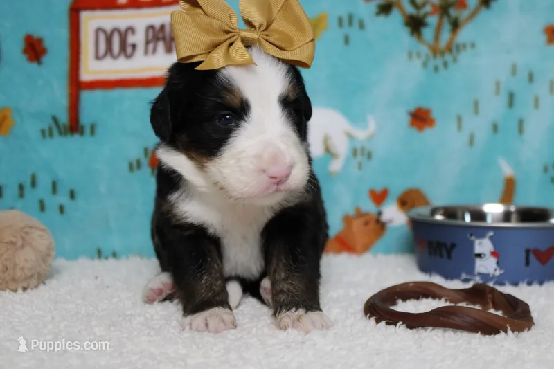 Maggie  – Bernese Mountain Dog puppy for sale in Trenton, MO