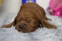 Natalie, a female Cockapoo for sale in Trenton, MO – 3 of 10