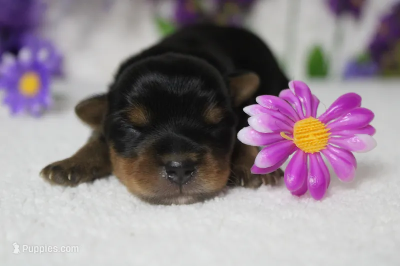 Pixie  – Yorkshire Terrier puppy for sale in Trenton, MO