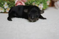 Tramp , a male Yorkipoo for sale in Trenton, MO – 9 of 9