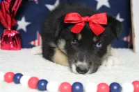 Dahlia , a male Siberian Husky and Miniature Aussiedoodle for sale in Trenton, MO – 2 of 7
