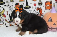 Cagney , a female Bernese Mountain Dog for sale in Trenton, MO – 8 of 8
