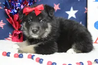 Violet , a male Siberian Husky and Miniature Aussiedoodle for sale in Trenton, MO – 5 of 7