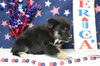 Bergamont , a male Siberian Husky and Miniature Aussiedoodle for sale in Trenton, MO – 6 of 7