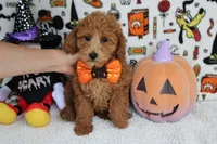 Mandarin , a male Poodle - Miniature  for sale in Trenton, MO – 1 of 8
