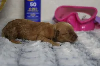 Maddie, a female Cockapoo for sale in Trenton, MO – 6 of 6