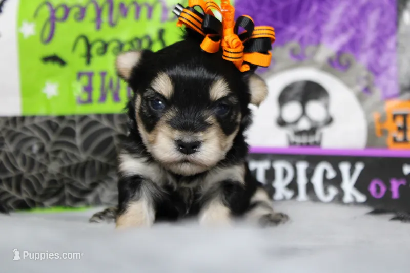 Gretel  – Morkie puppy for sale in Trenton, MO