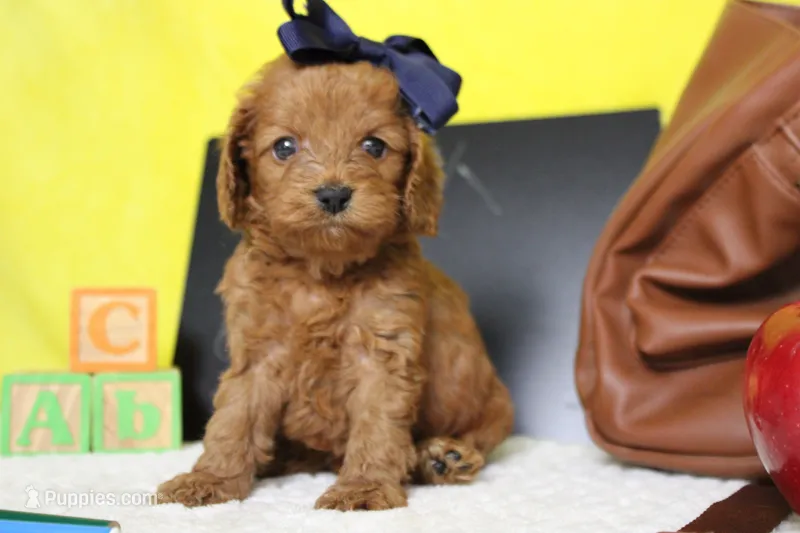 Natalie – Cockapoo puppy for sale in Trenton, MO