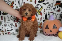Mandarin , a male Poodle - Miniature  for sale in Trenton, MO – 3 of 8