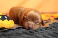 Strawberry , a female Cavalier King Charles Spaniel for sale in Trenton, MO – 3 of 8
