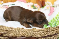 Trusty , a male Yorkipoo for sale in Trenton, MO – 6 of 10