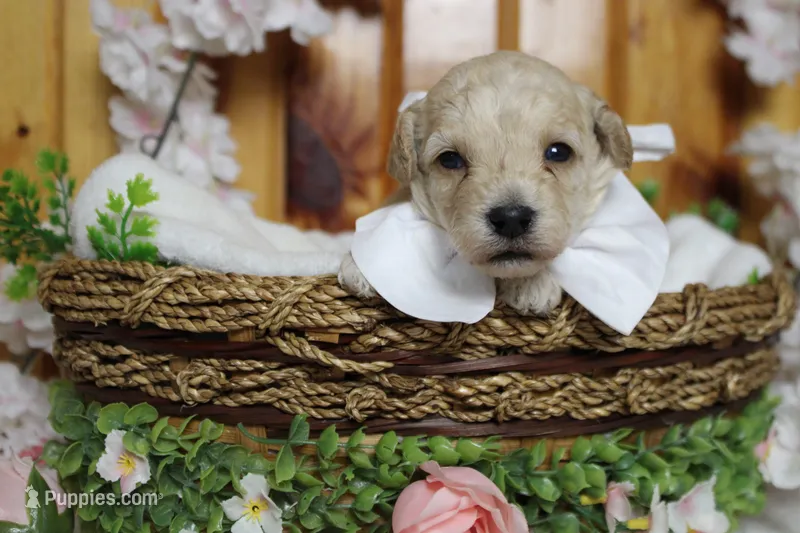 Simon  – Poodle - Toy  puppy for sale in Trenton, MO