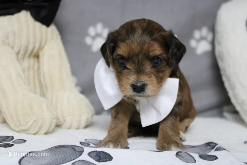 Boris  – Yorkipoo puppy for sale in Trenton, MO