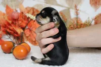 Hansel , a male Morkie for sale in Trenton, MO – 10 of 10