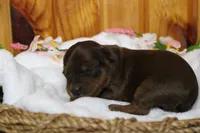 Trusty , a male Yorkipoo for sale in Trenton, MO – 5 of 10