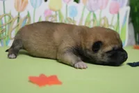 Dylan , a male Shiba Inu for sale in Trenton, MO – Photo 6 of 6