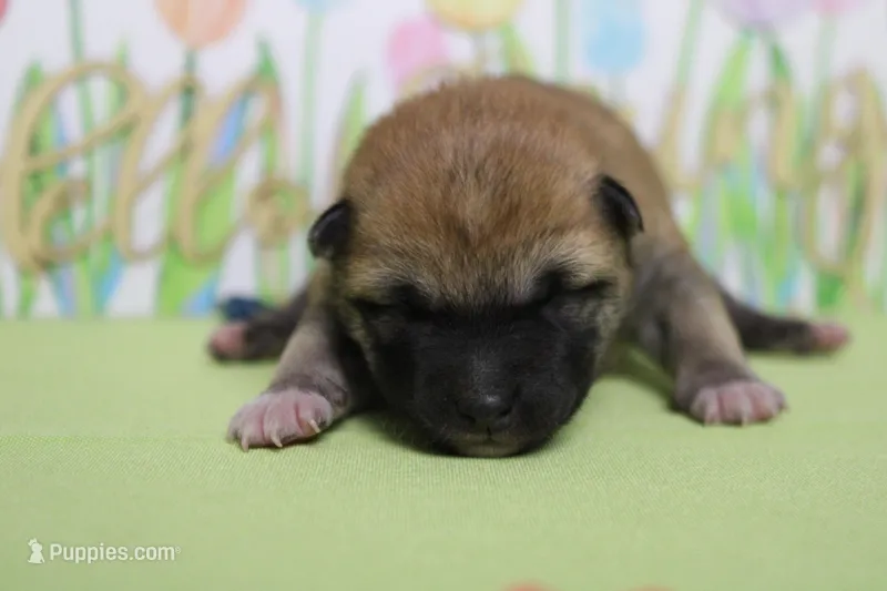 Dylan  – Shiba Inu puppy for sale in Trenton, MO