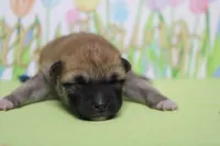 Dylan , a male Shiba Inu for sale in Trenton, MO – Photo 2 of 6