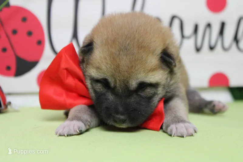 Dylan  – Shiba Inu puppy for sale in Trenton, MO