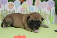 Dylan , a male Shiba Inu for sale in Trenton, MO – Photo 5 of 6