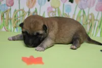 Dylan , a male Shiba Inu for sale in Trenton, MO – Photo 4 of 6