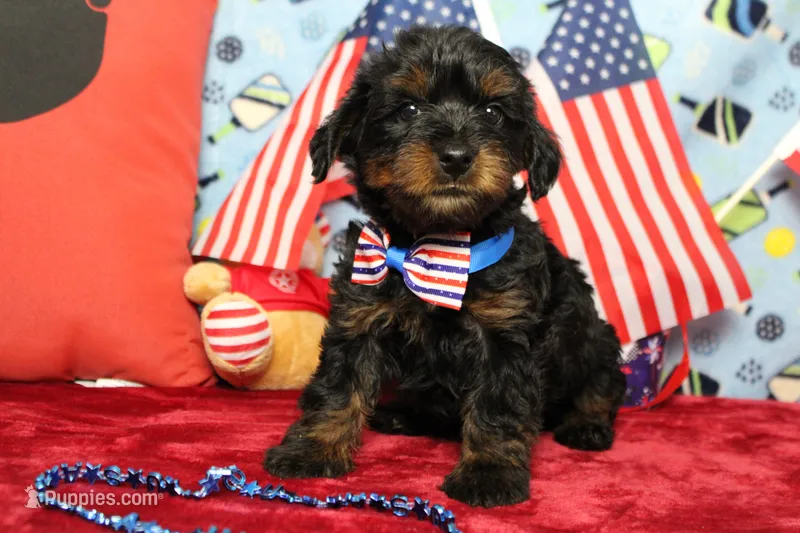 Toughy  – Yorkipoo puppy for sale in Trenton, MO