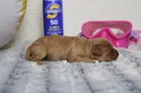 Ray, a male Cavapoo for sale in Trenton, MO – 3 of 6