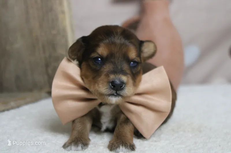 Boris  – Yorkipoo puppy for sale in Trenton, MO
