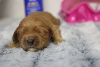 Katie, a female Cockapoo for sale in Trenton, MO – 3 of 8