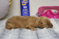 Carrie, a female Cockapoo for sale in Trenton, MO – 4 of 5