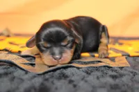 Chocolate , a female Cavalier King Charles Spaniel for sale in Trenton, MO – 2 of 8