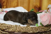 Boris , a male Yorkipoo for sale in Trenton, MO – 7 of 9