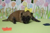 Janis, a female Shiba Inu for sale in Trenton, MO – Photo 5 of 6