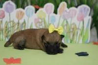 Janis, a female Shiba Inu for sale in Trenton, MO – Photo 6 of 6