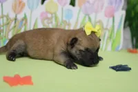 Janis, a female Shiba Inu for sale in Trenton, MO – Photo 4 of 6