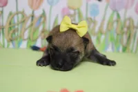 Janis, a female Shiba Inu for sale in Trenton, MO – Photo 1 of 6