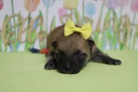 Janis, a female Shiba Inu for sale in Trenton, MO – Photo 2 of 6