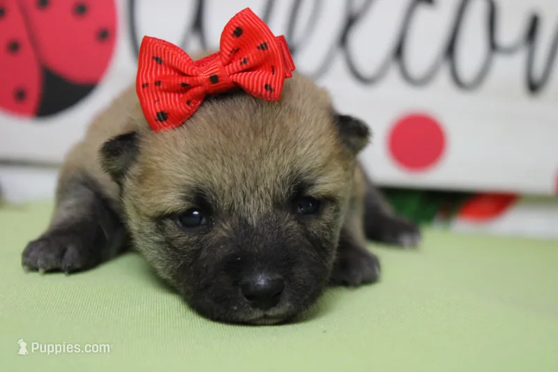 Janis – Shiba Inu puppy for sale in Trenton, MO